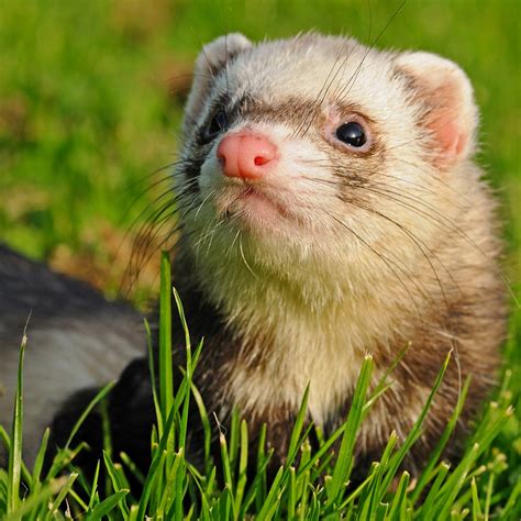 Ferret‬ .